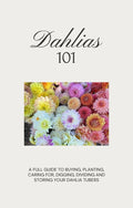 Dahlias 101