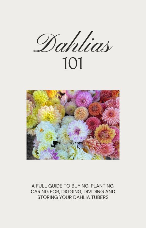 Dahlias 101