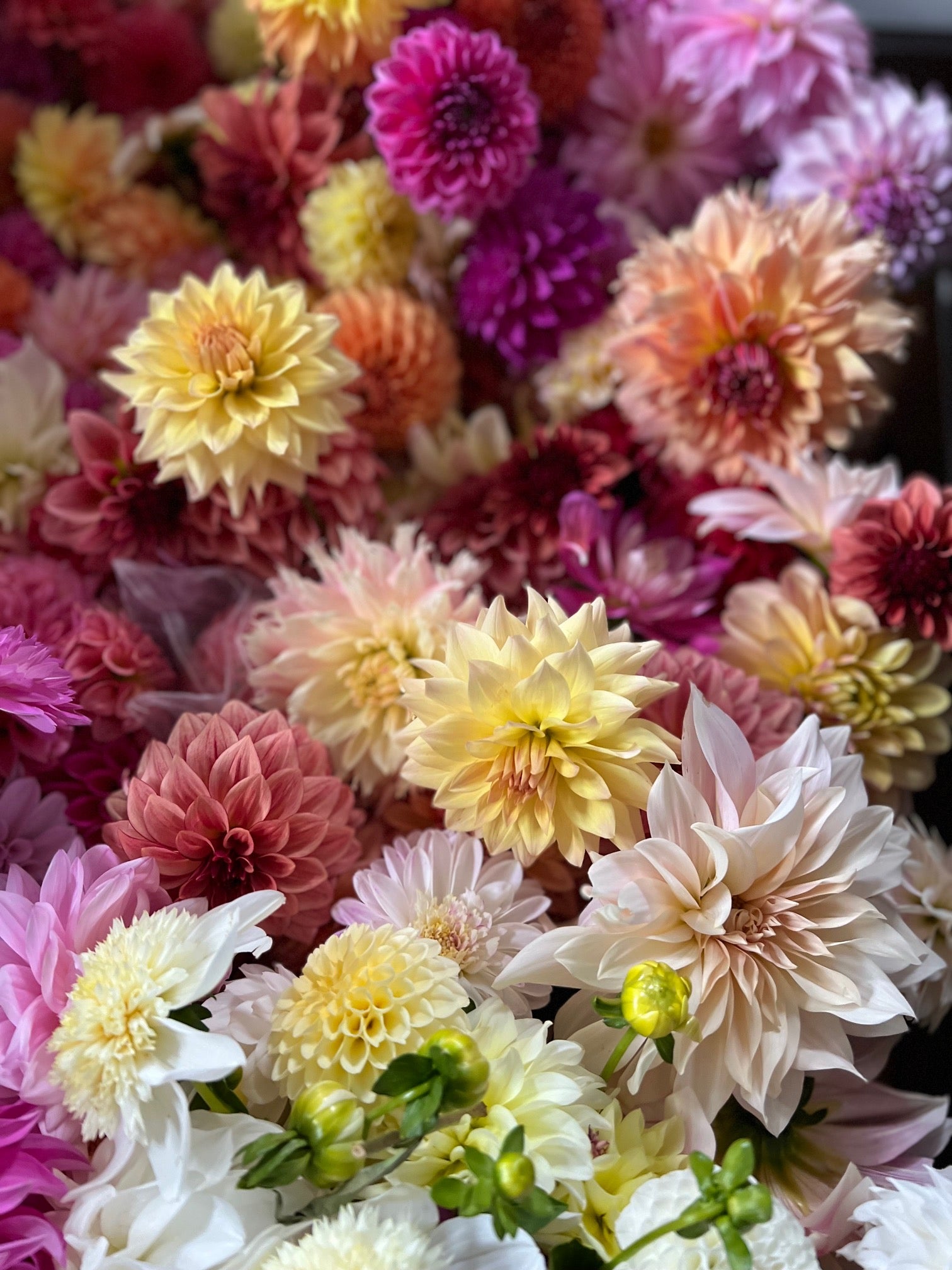 Fresh Cut Bouquet - Bi-Weekly Subscription