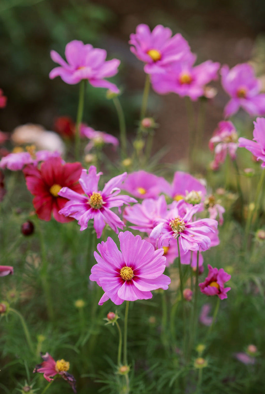 Cosmo Seeds